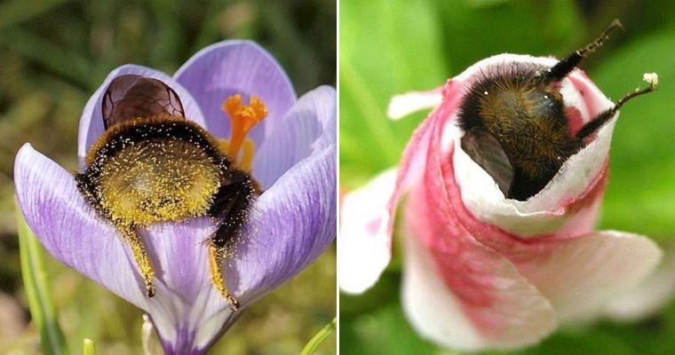 bees with pollen - How does pollination differ fertilization