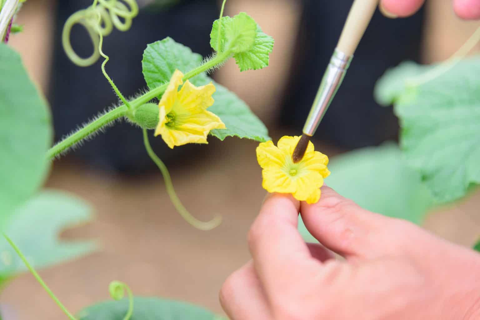 Everything You Need to Know about Pollination Pollination Education
