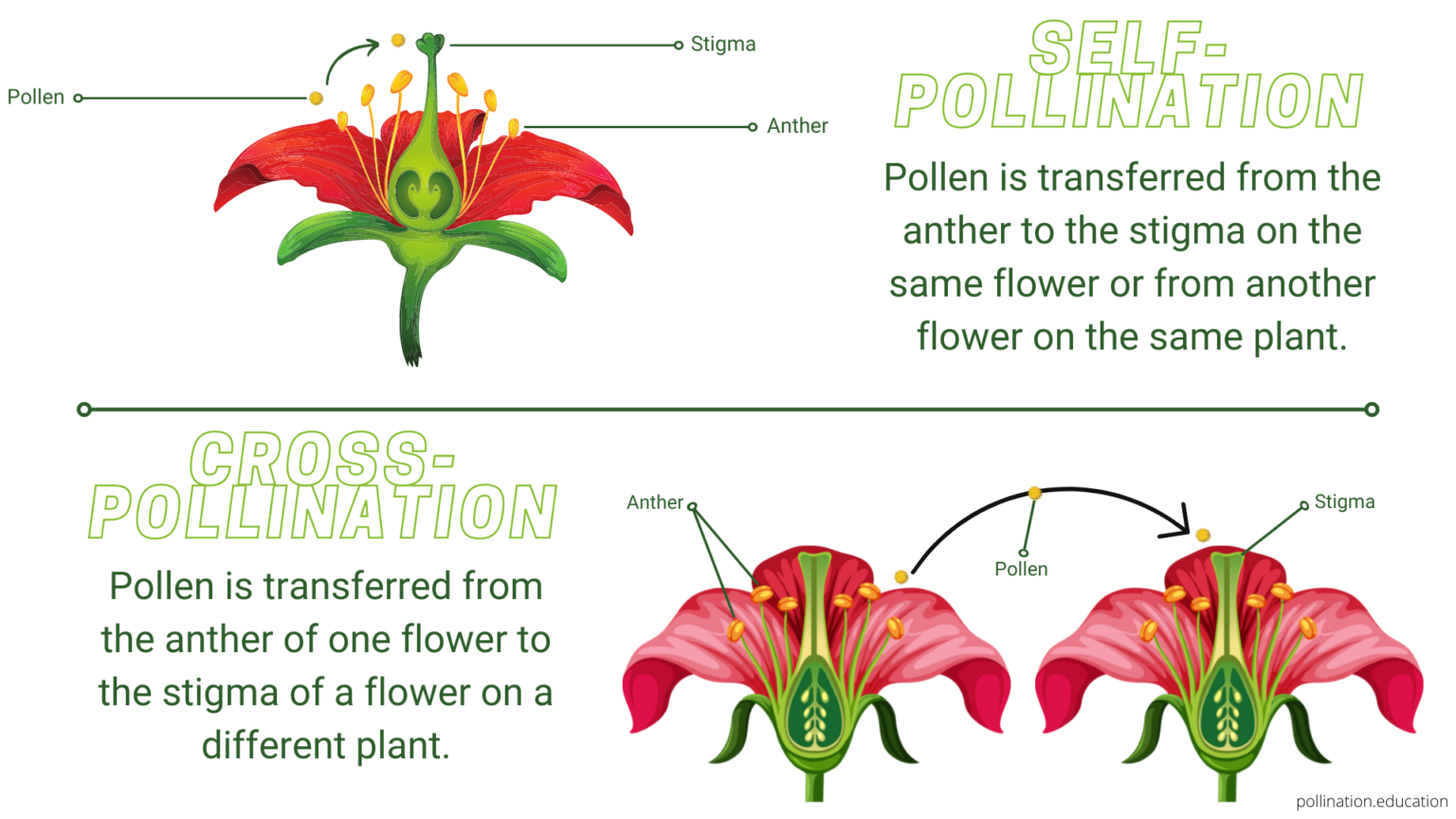How to Pollinate Indoor Plants A Complete Guide Pollination Education