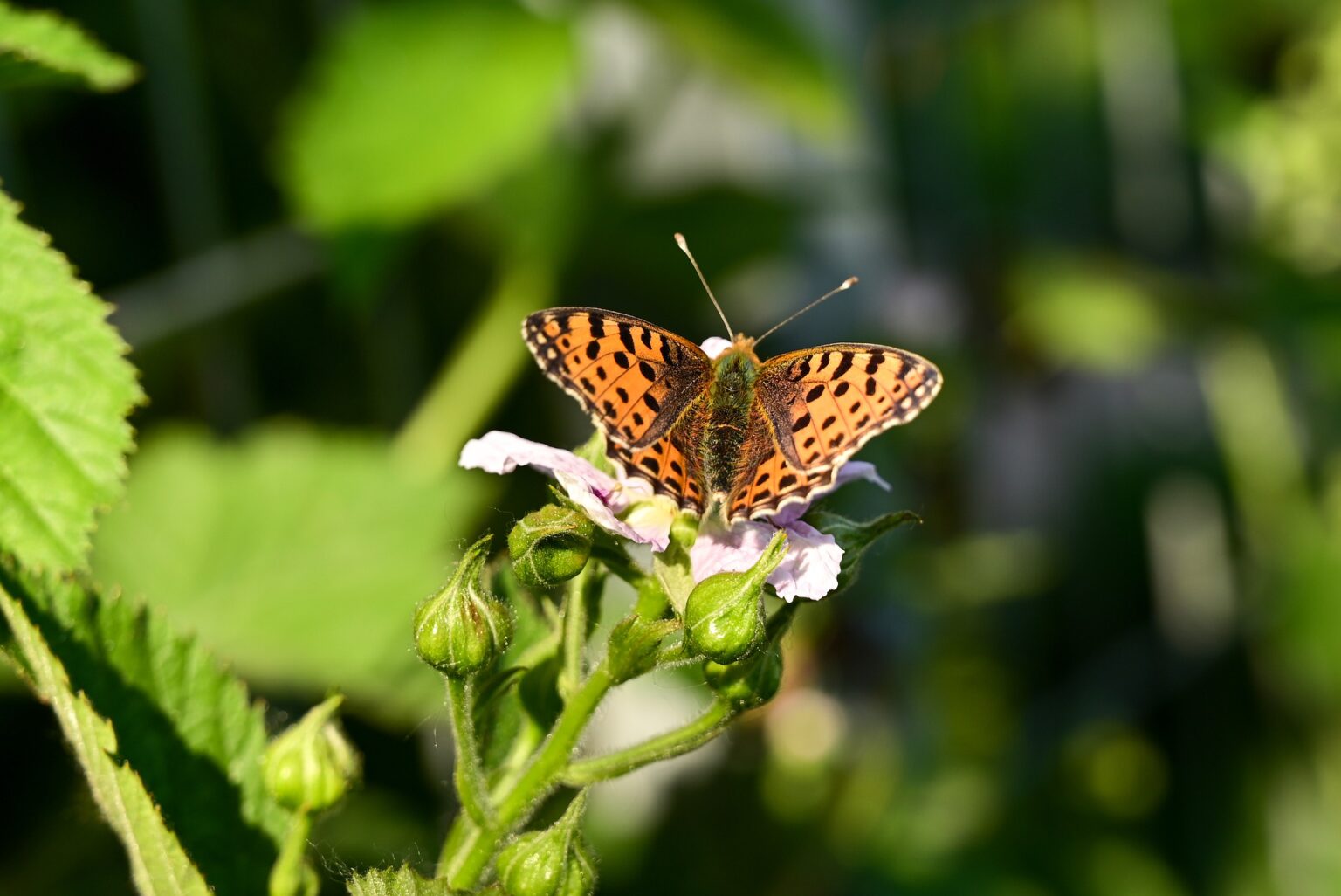 Are Strawberries and Blackberries SelfPollinating? Pollination Education