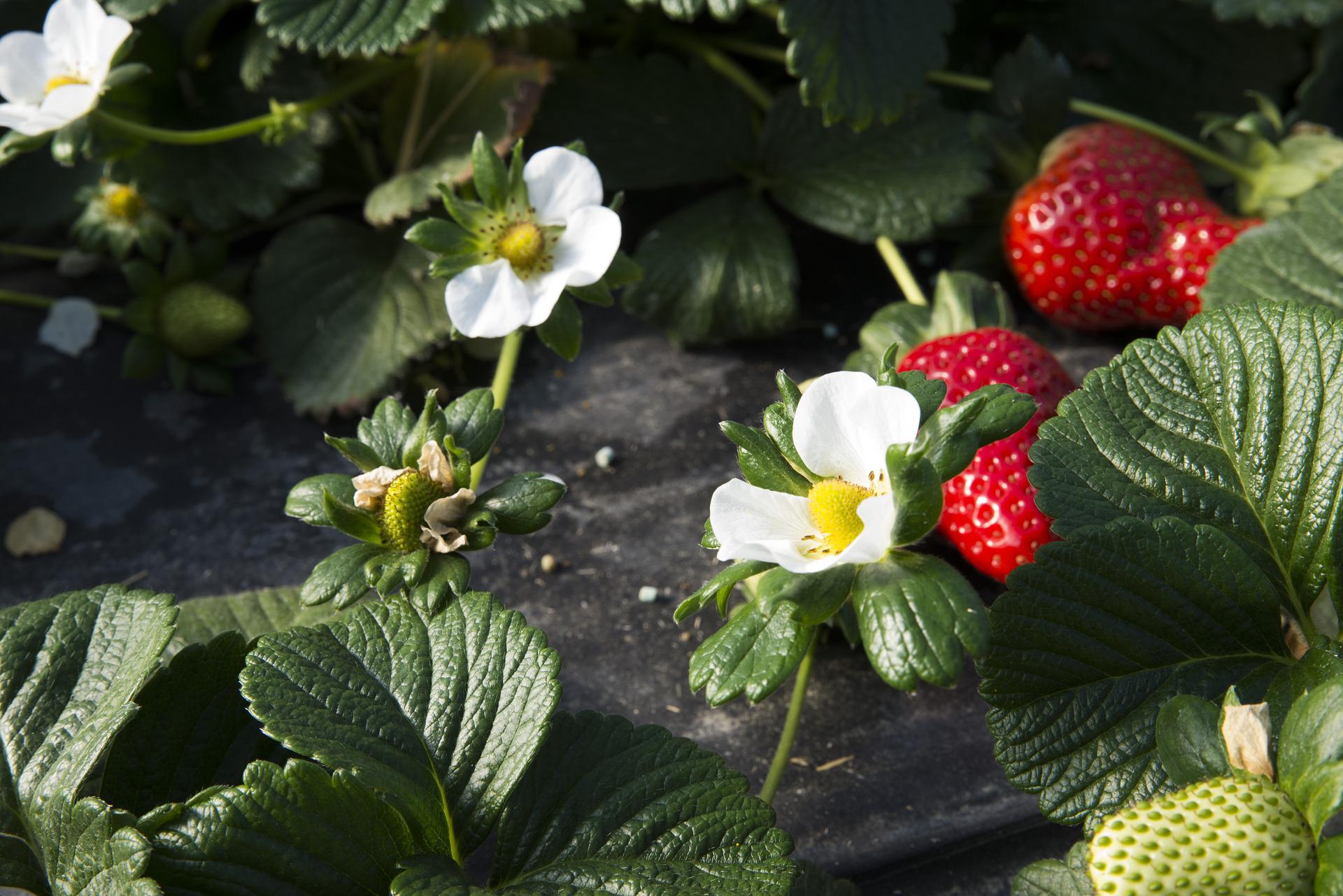 Are Strawberries and Blackberries SelfPollinating? Pollination Education